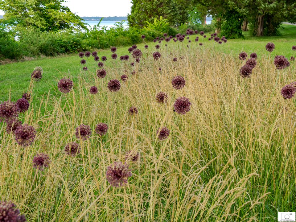 Yorktown Onion Colonial Parkway -- June, 2015