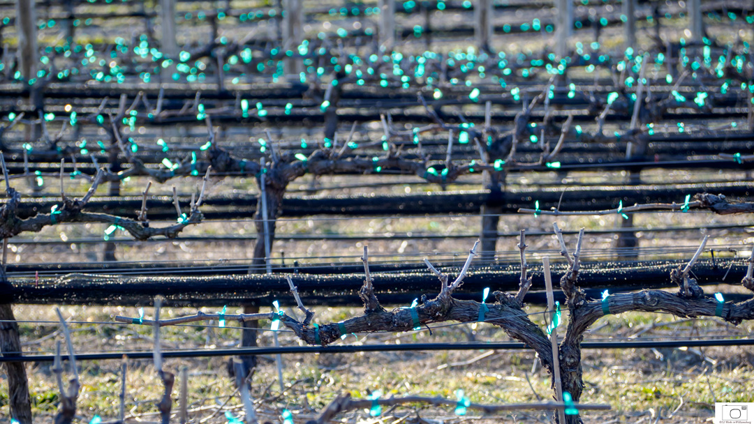 Vines Held In Place Ready To Grow - March 2016