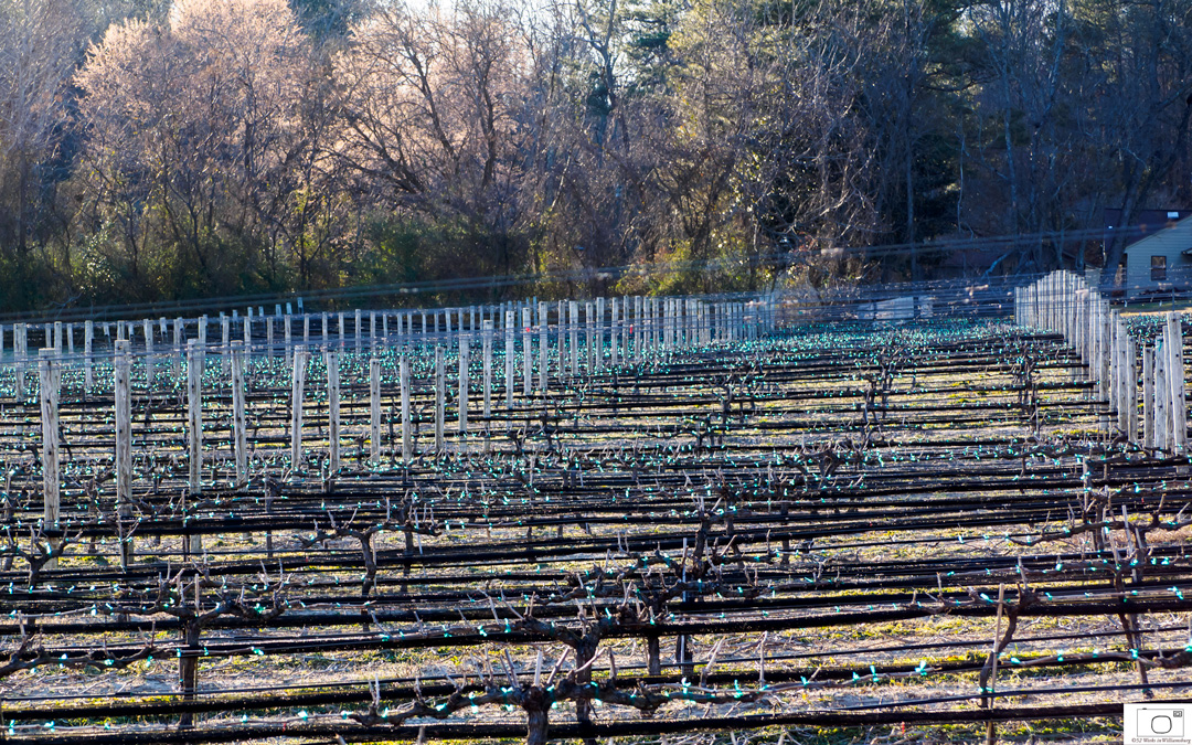  A Field Of Votive Lights - March 2016