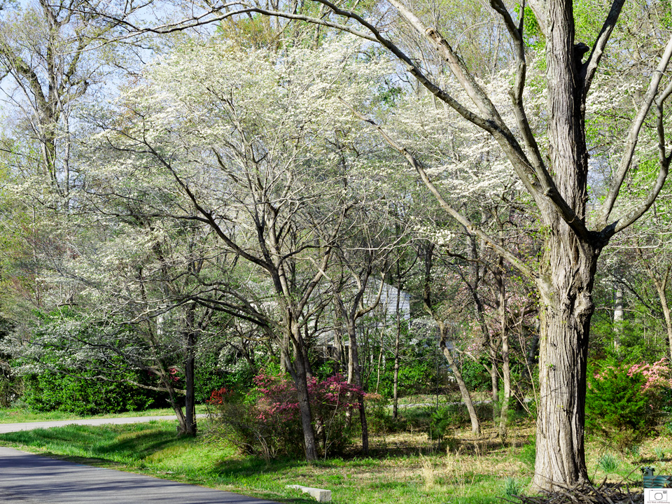 Dogwoods in Queens Lake - April 2016