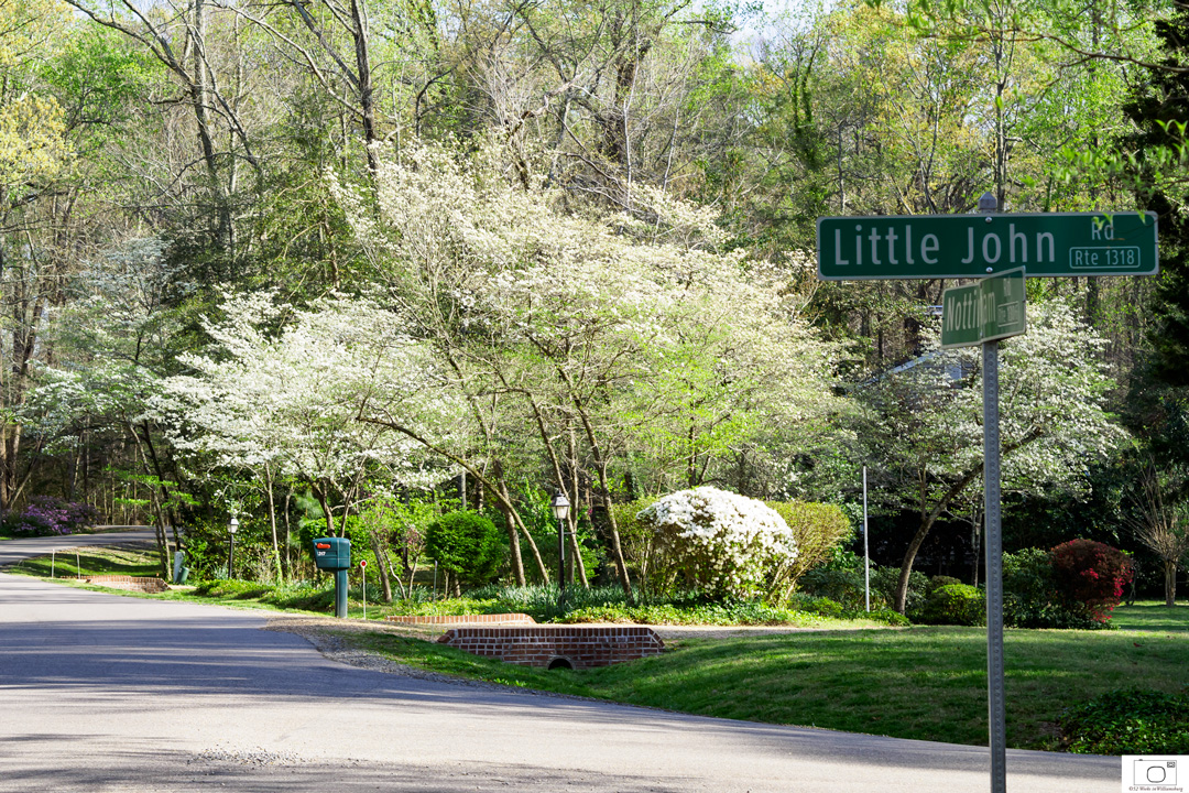 Dogwoods in Queens Lake - April 2016