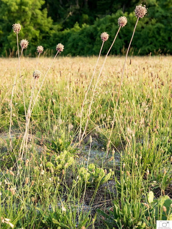 Yorktown Onion With Cactus - June 2016