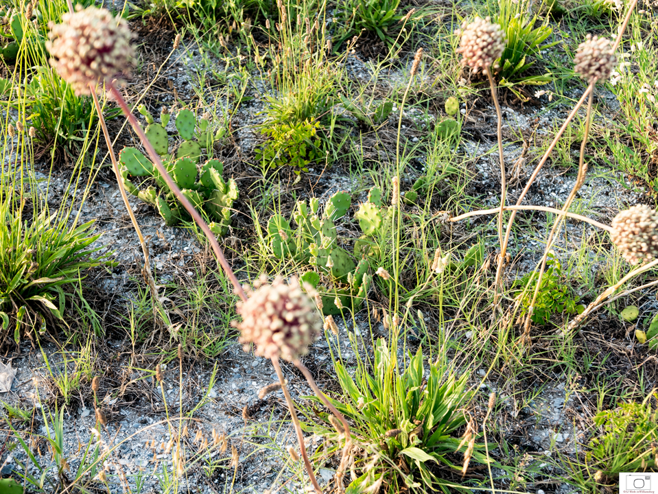 Yorktown Onion With Cactus - June 2016