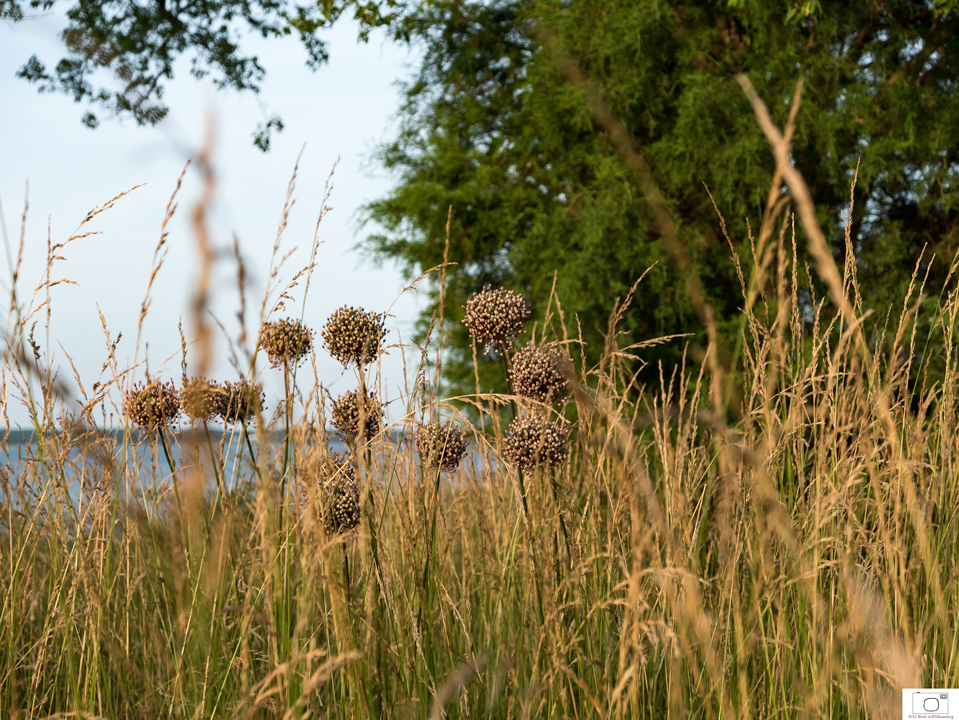 Yorktown Onion - June 2016