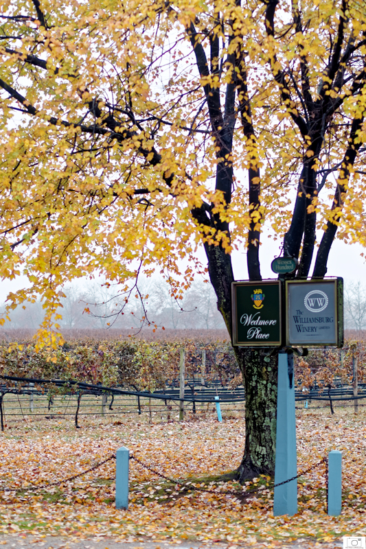 11-17-2014-Vineyards-Misty-Morning-21-800.jpg