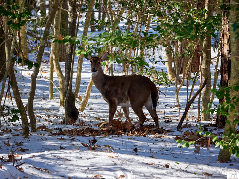 2018-1-7-Backyard-Deer-38-CO-CR-Crop-1.jpg