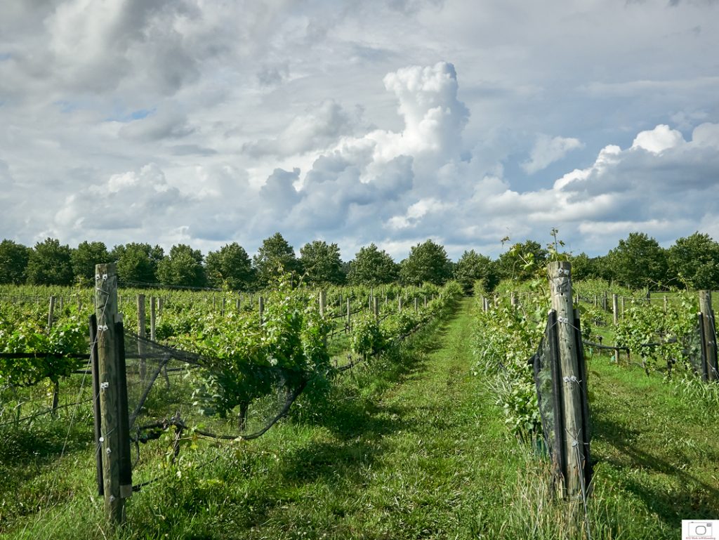 2018-5-31-Vineyards-Clouds-5-CO-800-CR-1024x769.jpg