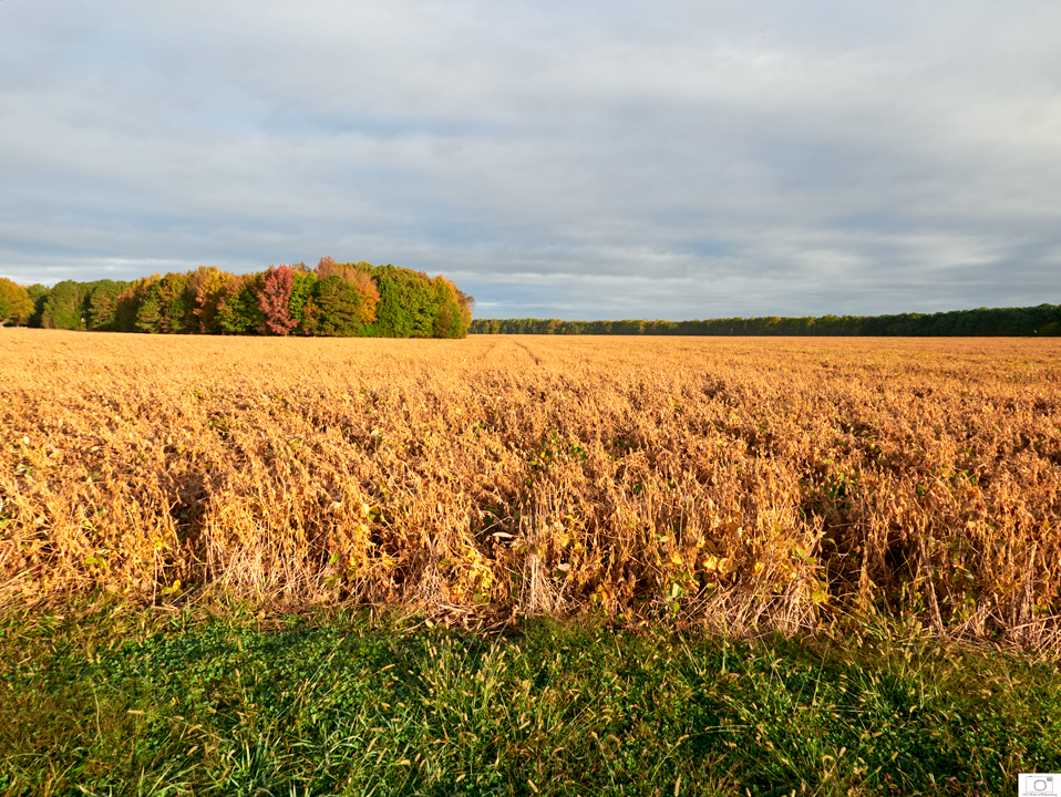 2019-10-29-Mainland-Farm-10-CO-720-CR.jpg